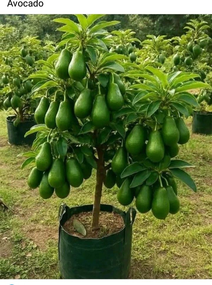 Avocado