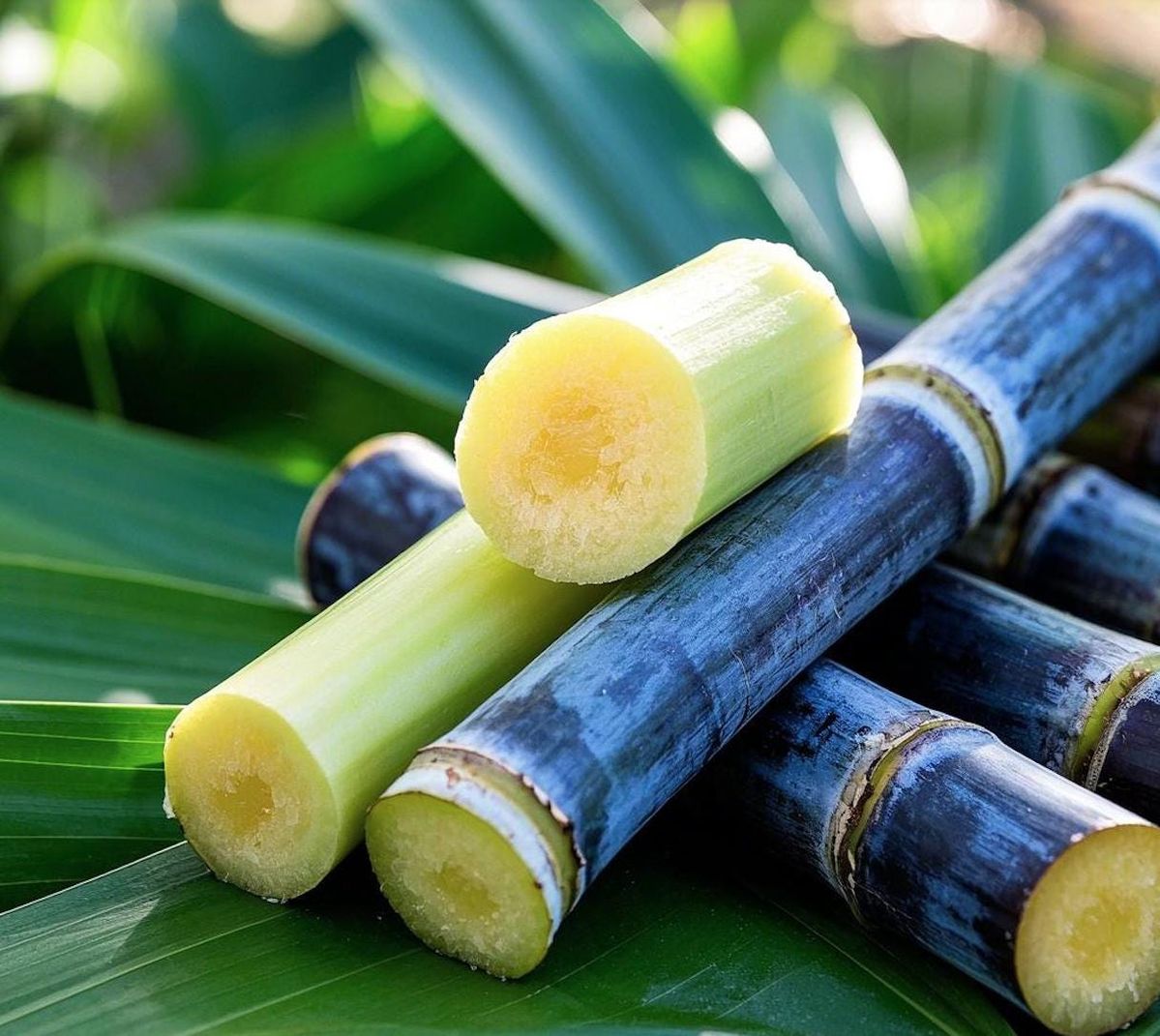 Sugar Cane