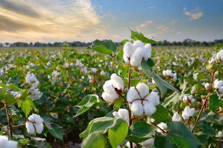 Cotton