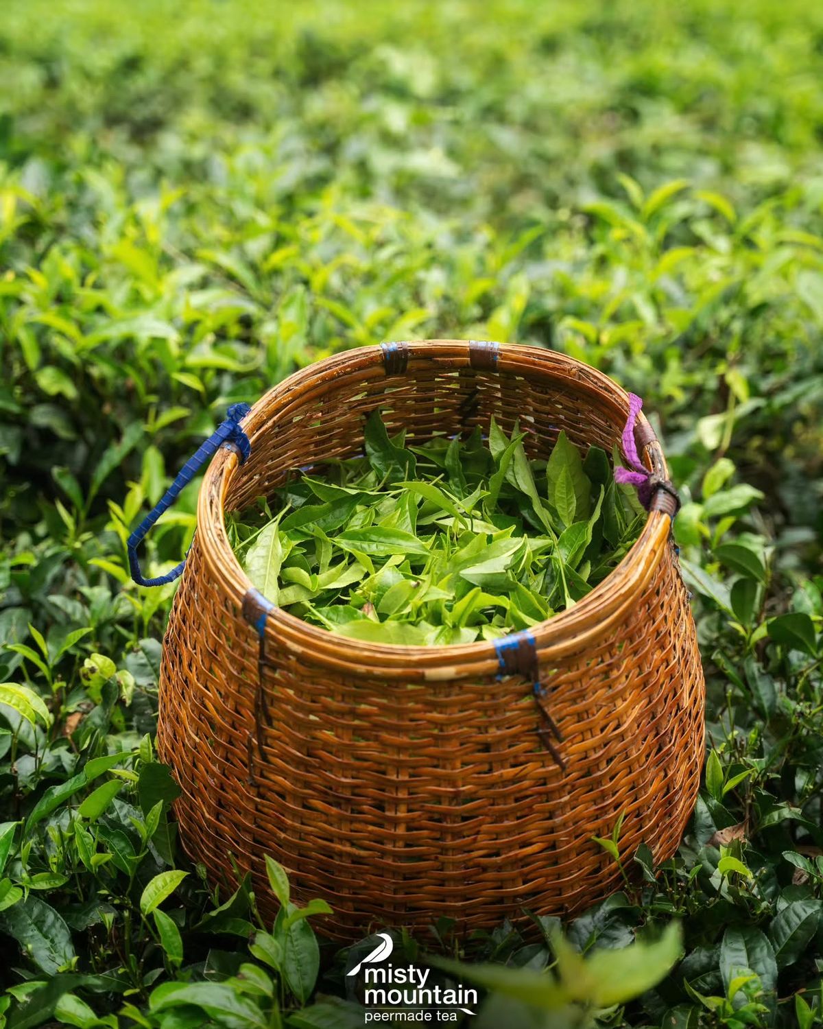 Tea